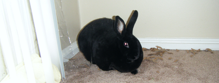 The Blog The Myth The Buns Sammy S Club - roblox pet world pride bunny